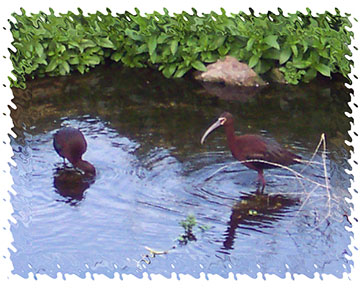 white_faced_ibis
