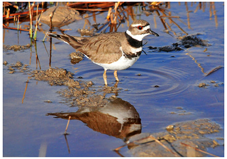 killdeer