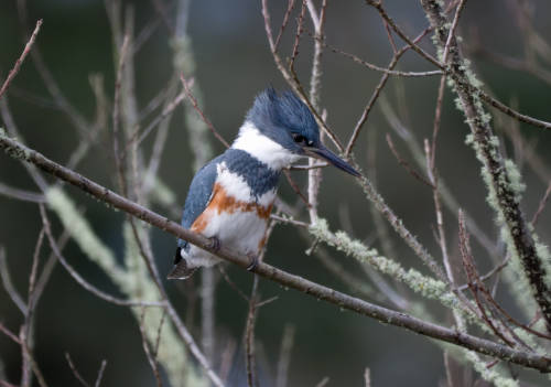 belted_kingfisher