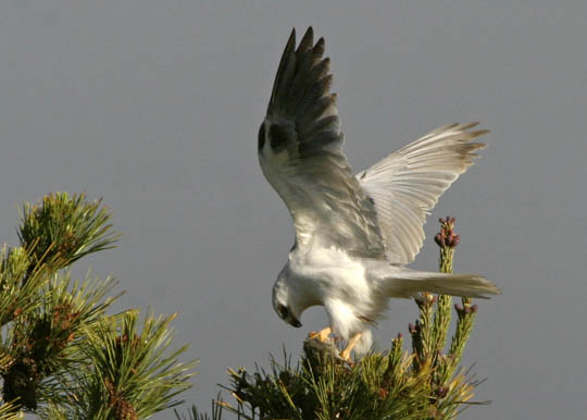 white_tailed_kite