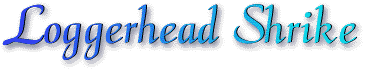 loggerhead_shrike_title