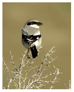 loggerhead_shrike