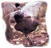 lyrebird