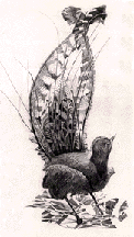 lyrebird_illus