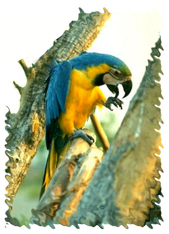 blue_yellow_macaw