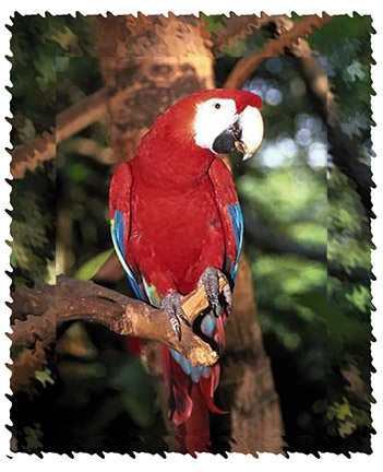 scarlet_macaw