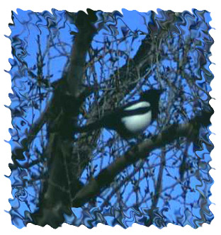 magpie