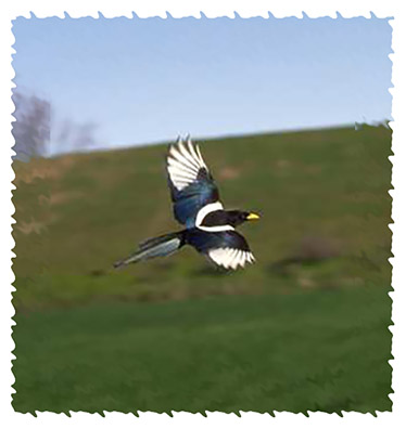 magpie