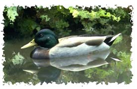 mallard_duck