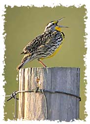 western_meadowlark