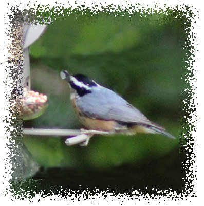 nuthatch