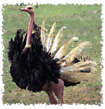 real_ostrich