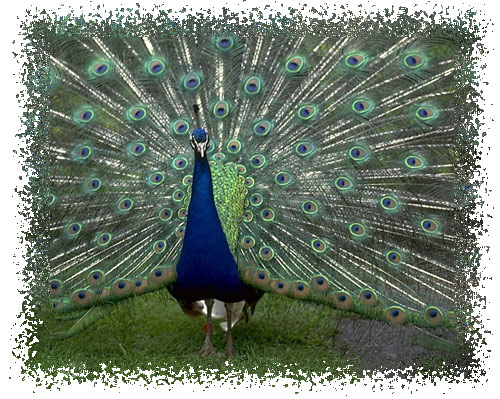 peacock
