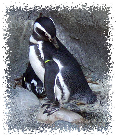 penguin