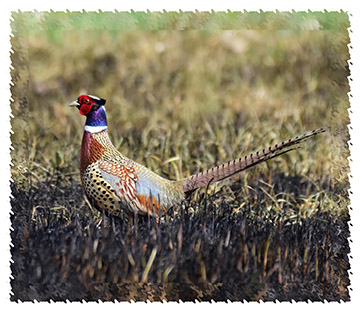 ring-necked-pheasant