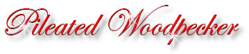 pileated_woodpecker_title