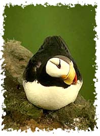atlantic_puffin
