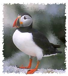 atlantic_puffin
