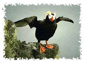 tufted_puffin