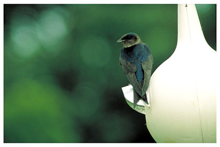 purple_martin_branch