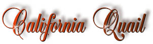 quail_title
