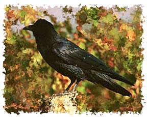 raven