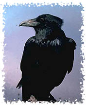 raven