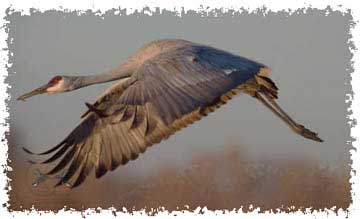 sandhill_crane_flying