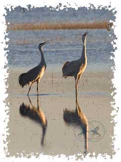 sandhill_crane