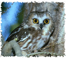 saw_whet_owl