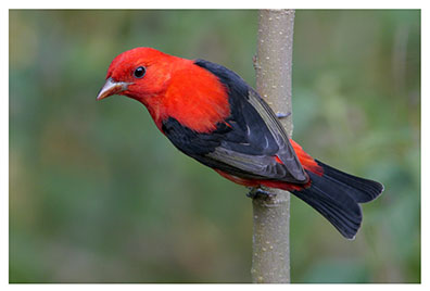 real_scarlet_tanager