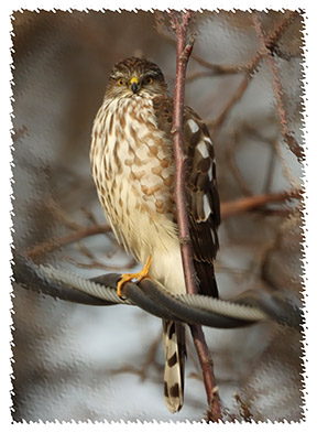 imageofsharpshinnedhawk