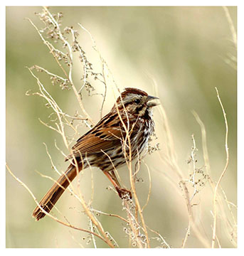 real_song_sparrow