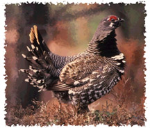 spruce_grouse