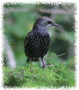 starling