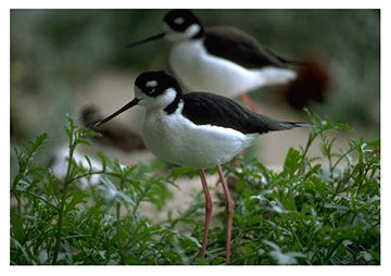 real_black_necked_stilt