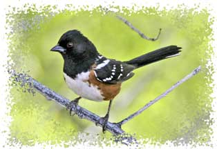 towhee