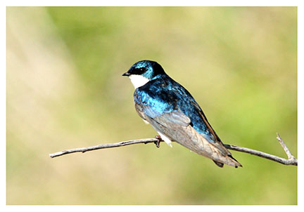 tree_swallow