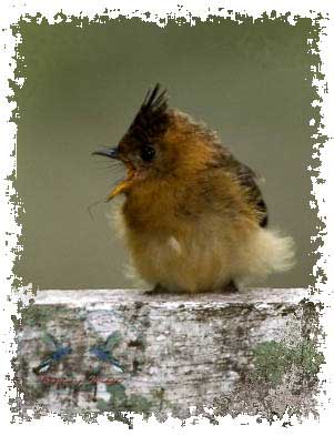 tufted_flycatcher_image
