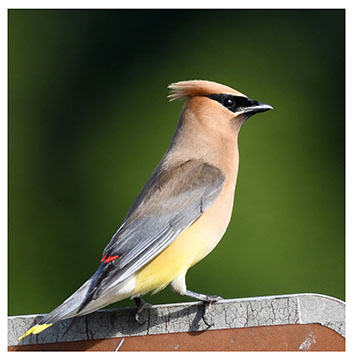 waxwing_bird