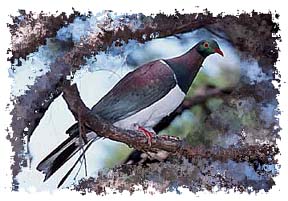 wood_pigeon1