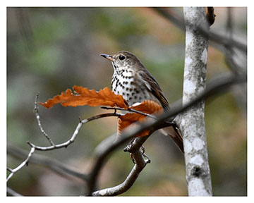 wood_thrush