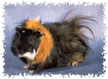 fancy_guineapig