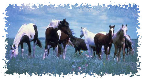 real_horses