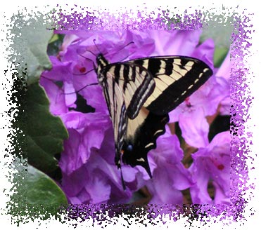 swallowtail_butterfly