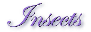 insects_title