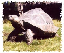 real_tortoise