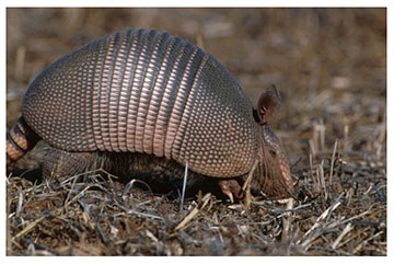 real_armadillo