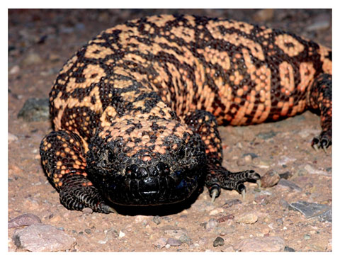 real_gila_monster