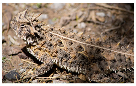 real_horned_lizard